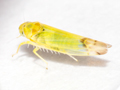 Ribautiana ulmi